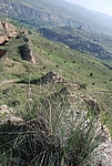 ر